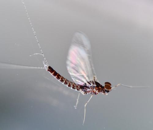 Réf. 272 894 : Cloeon dipterum